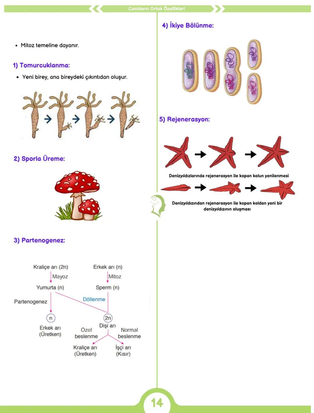 2024
BİYOLOJİ
DERECE NOTLARI
6'DA 6!
MEB ÖZETLİ 64 SAYFALIK TAM HAL
ÜCRETSİZ KONU BİTİRME KAMPI + EXCEL
DERECEDEN PRATİK KONU ANLATIMLARI
TA