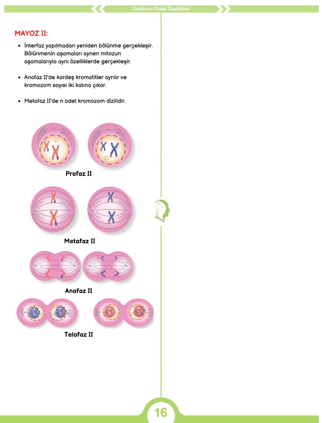 2024
BİYOLOJİ
DERECE NOTLARI
6'DA 6!
MEB ÖZETLİ 64 SAYFALIK TAM HAL
ÜCRETSİZ KONU BİTİRME KAMPI + EXCEL
DERECEDEN PRATİK KONU ANLATIMLARI
TA