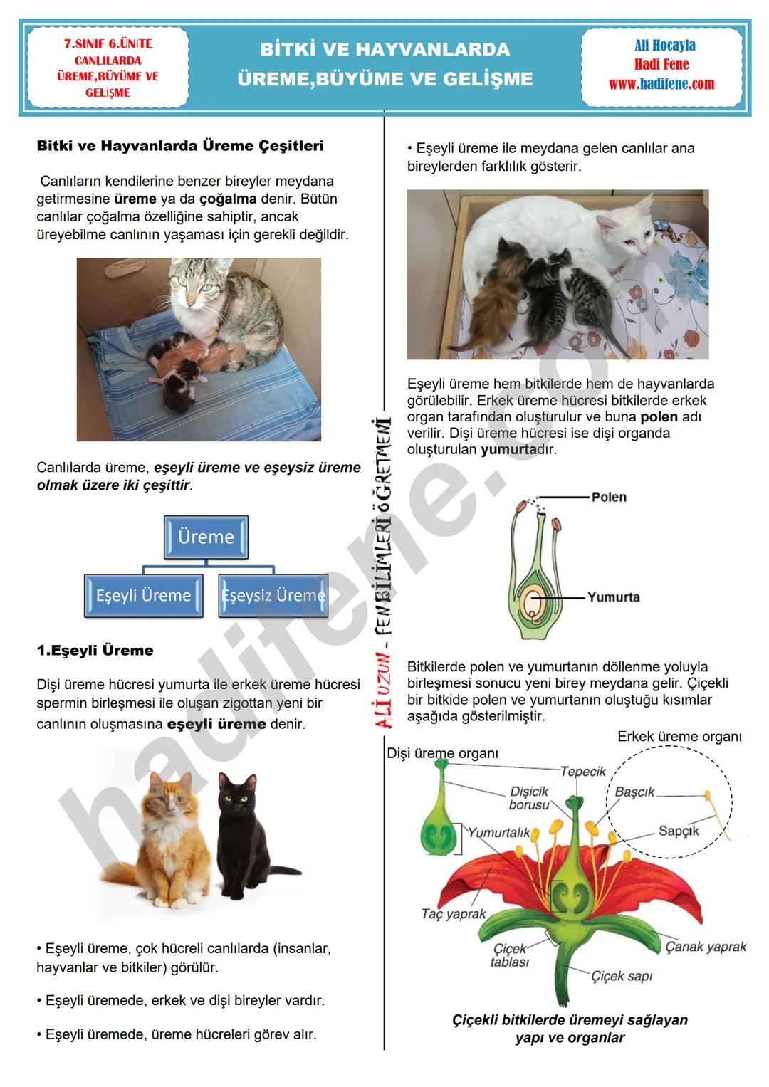 7.SINIF 6.ÜNİTE
CANLILARDA
ÜREME, BÜYÜME VE
GELİŞME
BİTKİ VE HAYVANLARDA
ÜREME,BÜYÜME VE GELİŞME
Ali Hocayla
Hadi Fene
www.hadifene.com
Bitk