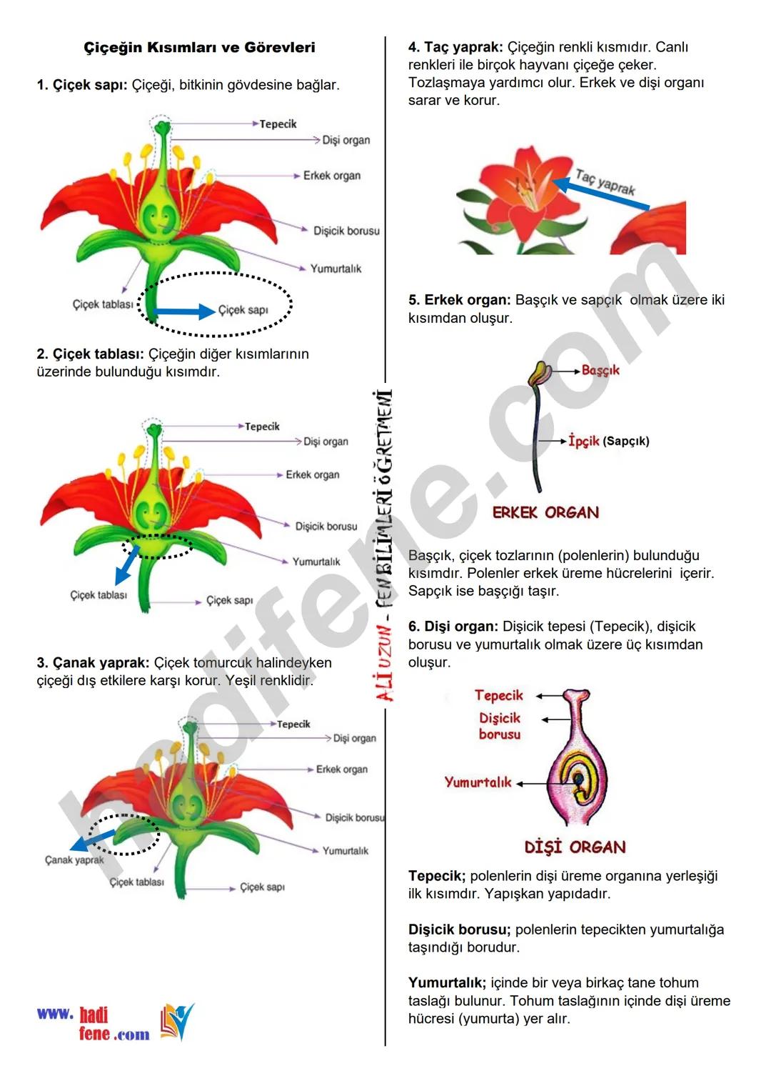 7.SINIF 6.ÜNİTE
CANLILARDA
ÜREME, BÜYÜME VE
GELİŞME
BİTKİ VE HAYVANLARDA
ÜREME,BÜYÜME VE GELİŞME
Ali Hocayla
Hadi Fene
www.hadifene.com
Bitk