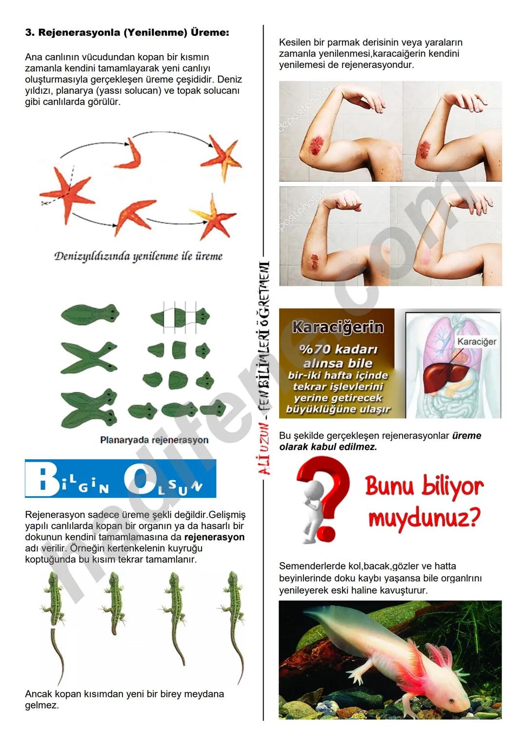 7.SINIF 6.ÜNİTE
CANLILARDA
ÜREME, BÜYÜME VE
GELİŞME
BİTKİ VE HAYVANLARDA
ÜREME,BÜYÜME VE GELİŞME
Ali Hocayla
Hadi Fene
www.hadifene.com
Bitk