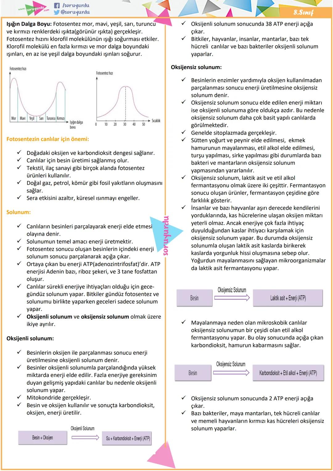 # /soruyurdu
@soruyurdu
6. Ünite: Enerji Dönüşümleri ve Çevre Bilimi
8.SINIF
2.BÖLÜM: Enerji Dönüşümleri
Fotosentez:
✓ Üreticilerin kar