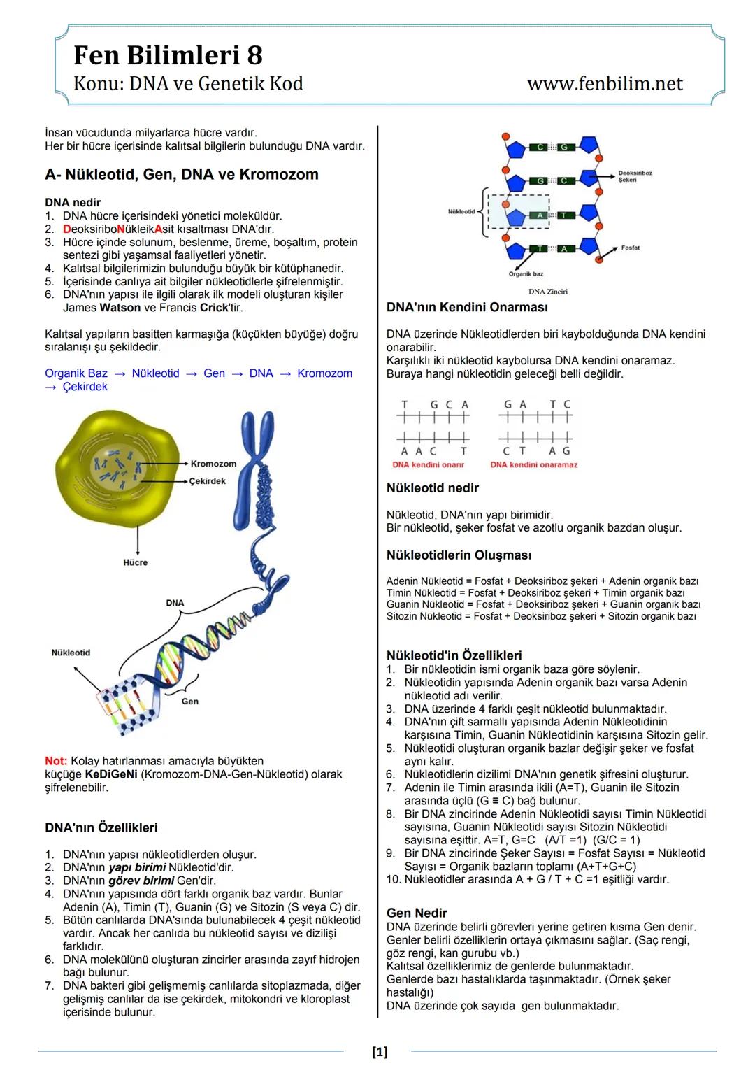 8. SINIF FEN BİLGİSİ DNA VE GENETİK KOD NOTLARI