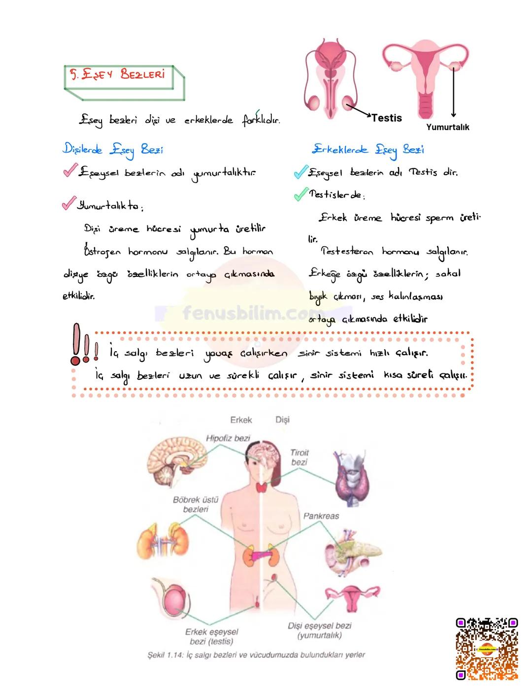 # DENETLEYİCİ VE DÜZENLEYİCİ
## SİSTEMLER
Vücudumuzda farklı yapı ve görev üstleren sistemlerin bir bütünlük
içinde, birbirleriyle uyumlu ş
