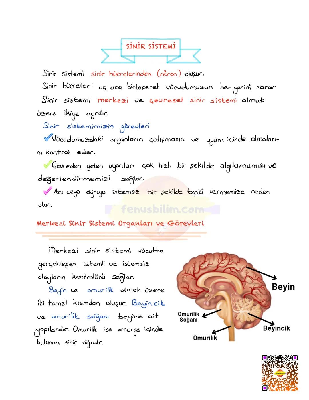 # DENETLEYİCİ VE DÜZENLEYİCİ
## SİSTEMLER
Vücudumuzda farklı yapı ve görev üstleren sistemlerin bir bütünlük
içinde, birbirleriyle uyumlu ş
