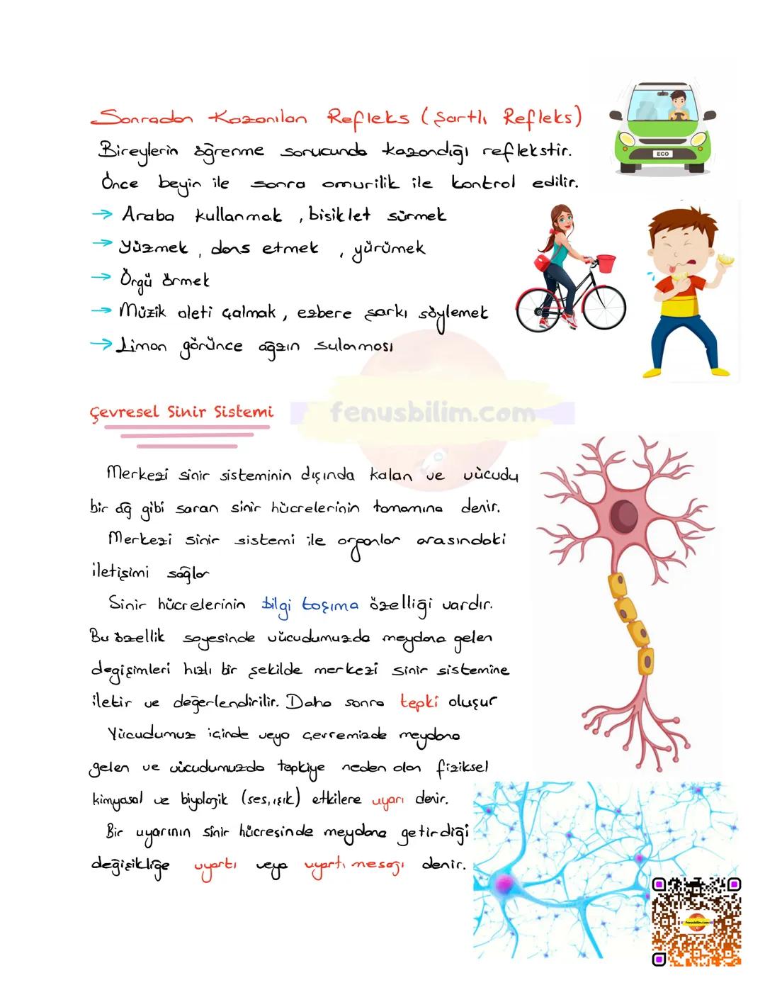 # DENETLEYİCİ VE DÜZENLEYİCİ
## SİSTEMLER
Vücudumuzda farklı yapı ve görev üstleren sistemlerin bir bütünlük
içinde, birbirleriyle uyumlu ş