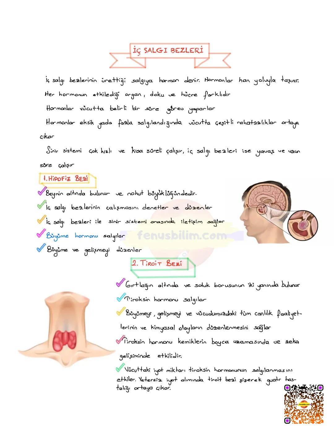 # DENETLEYİCİ VE DÜZENLEYİCİ
## SİSTEMLER
Vücudumuzda farklı yapı ve görev üstleren sistemlerin bir bütünlük
içinde, birbirleriyle uyumlu ş