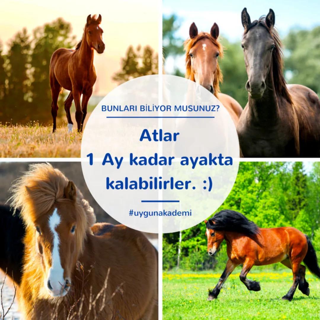 2019-2020 EĞİTİM ÖĞRETİM YILI
TAHRAN TÜRK ORTAOKULU
FEN BİLİMLERİ DERSİ 7. SINIF ÖĞRENCİ ÇALIŞMA KİTAPÇIĞI
1.ÜNİTE
Güneş Sistemi ve Ötes