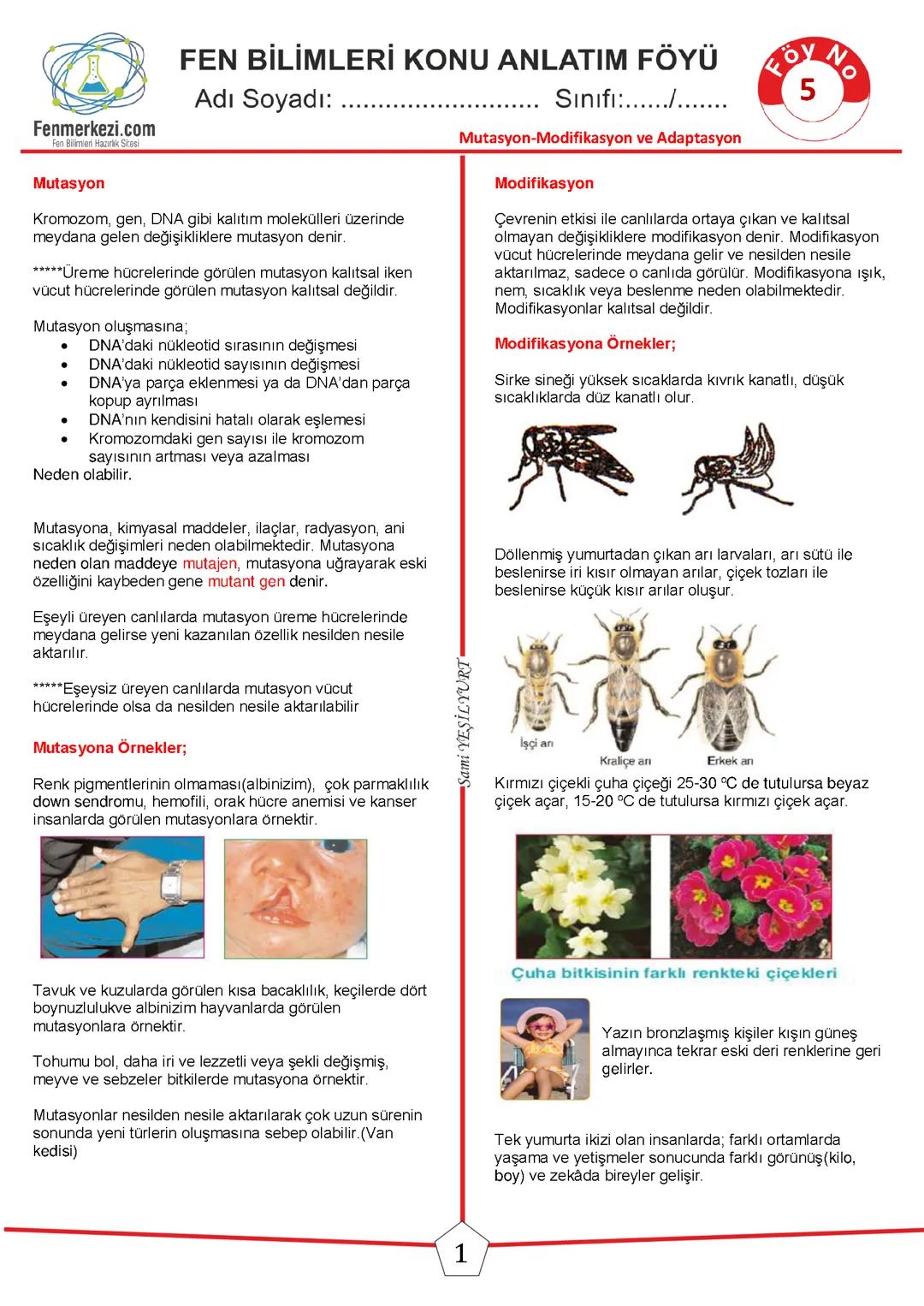 Modifikasyon ve mutasyon