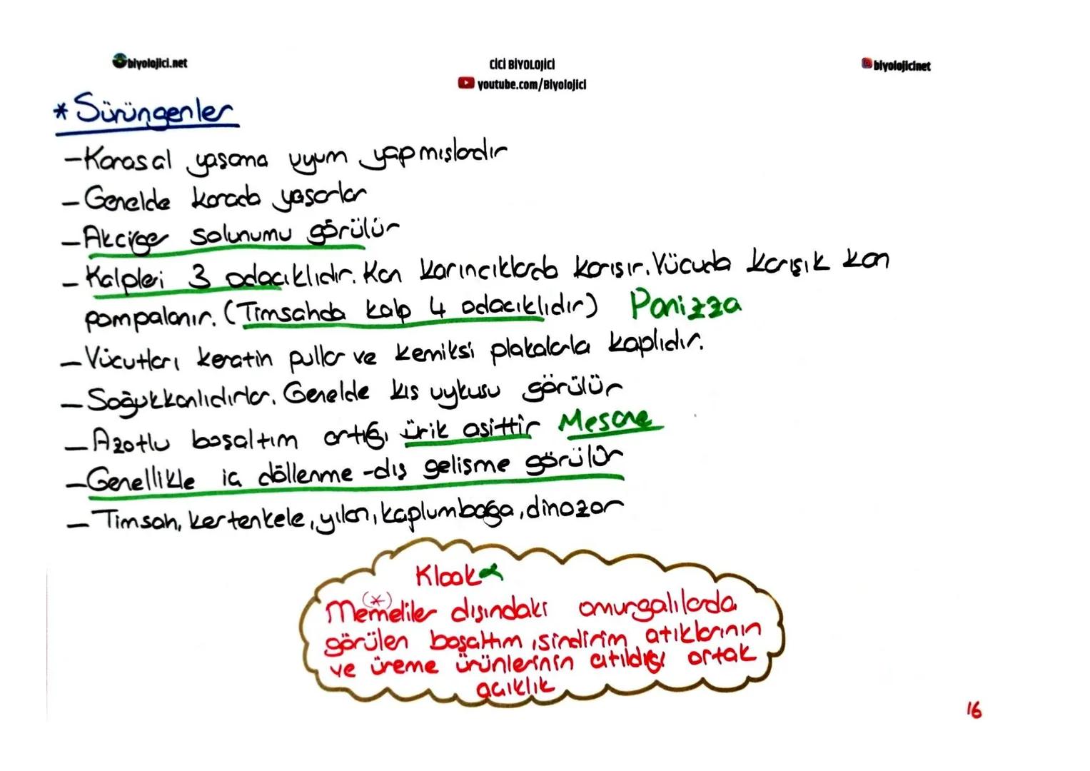 biyolojici.net
CİCİ BİYOLOJİCİ
youtube.com/Biyolojici
@biyolojicinet
# OMURGALI HAYVANLAR
* Omurgalıları omurgasızlarda ayıra en temel öze