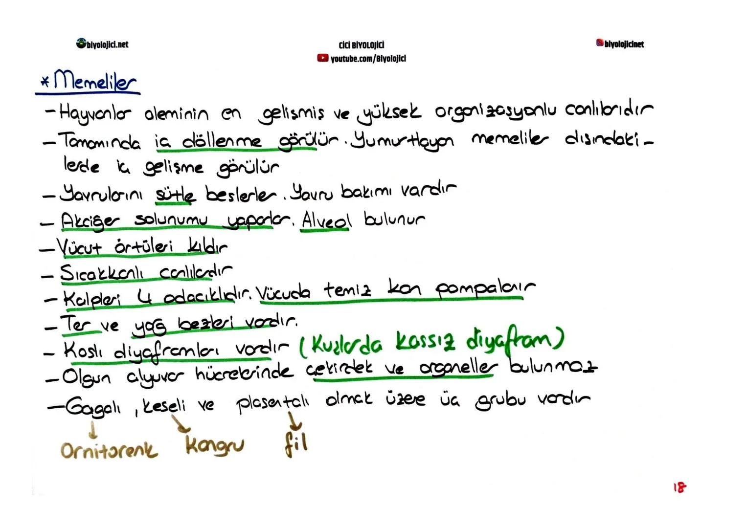 biyolojici.net
CİCİ BİYOLOJİCİ
youtube.com/Biyolojici
@biyolojicinet
# OMURGALI HAYVANLAR
* Omurgalıları omurgasızlarda ayıra en temel öze