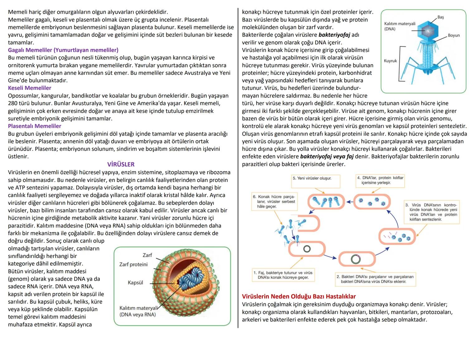 --- OCR Start ---
CANLILAR DÜNYASI
Tür çeşitliliğinin çok olması canlıların tek tek incelenmesini imkânsız hale getirmektedir.
Bu sebeple ca
