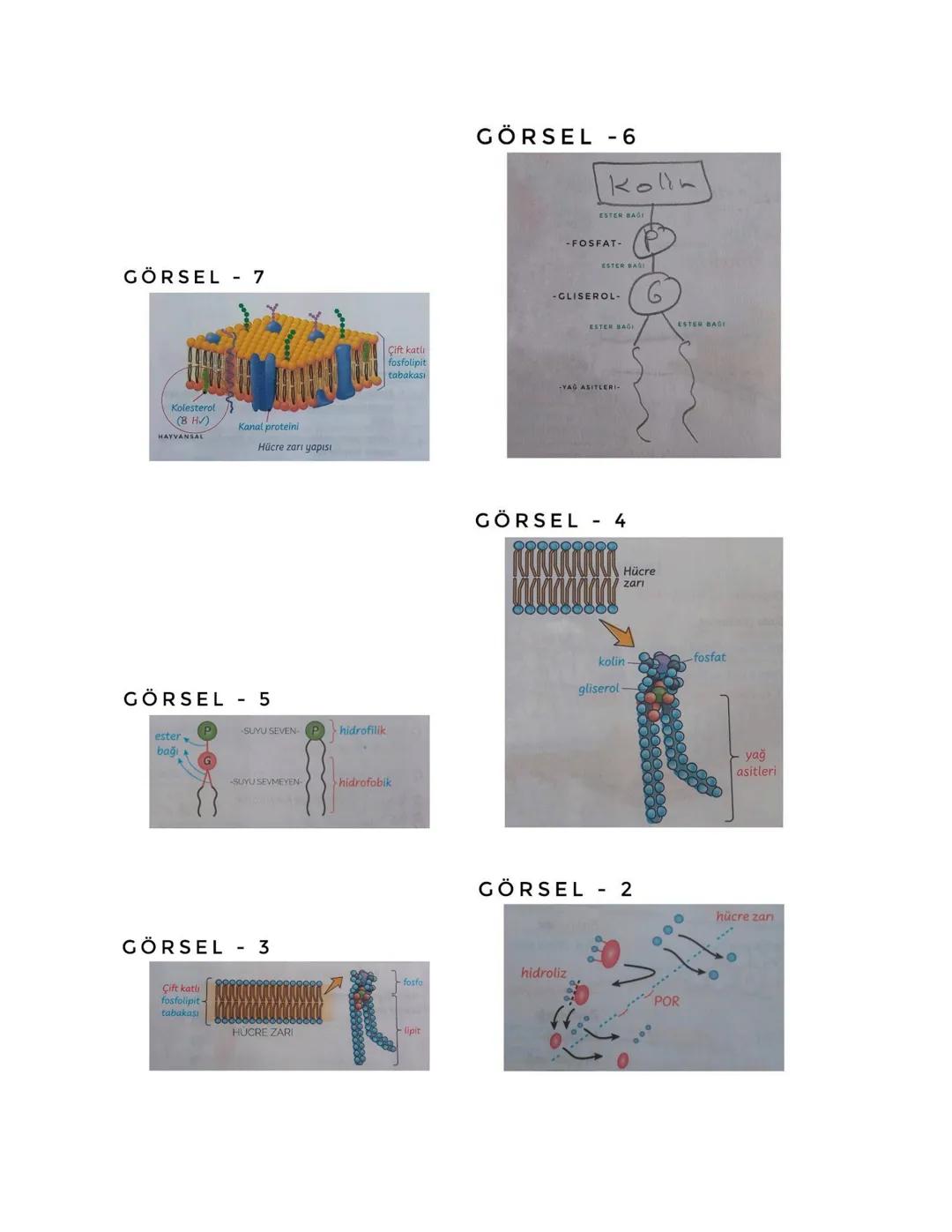 # GÖRSEL - 13
Glikoz
+N
-N
Amino
asit
-N
Yağ
asiti
+N
# GÖRSEL - 12
Denatürasyon
Renatürasyon
Üç boyutlu
protein
Polipeptit
zinciri
Üç boyut