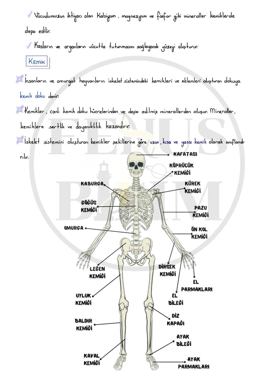 5 sınıf destek ve hareket sistemi – 3. sayfa
