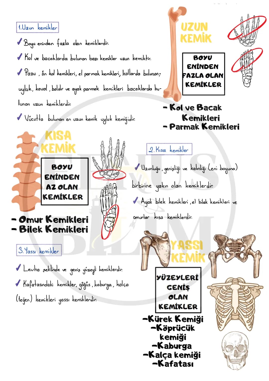 5 sınıf destek ve hareket sistemi – 4. sayfa