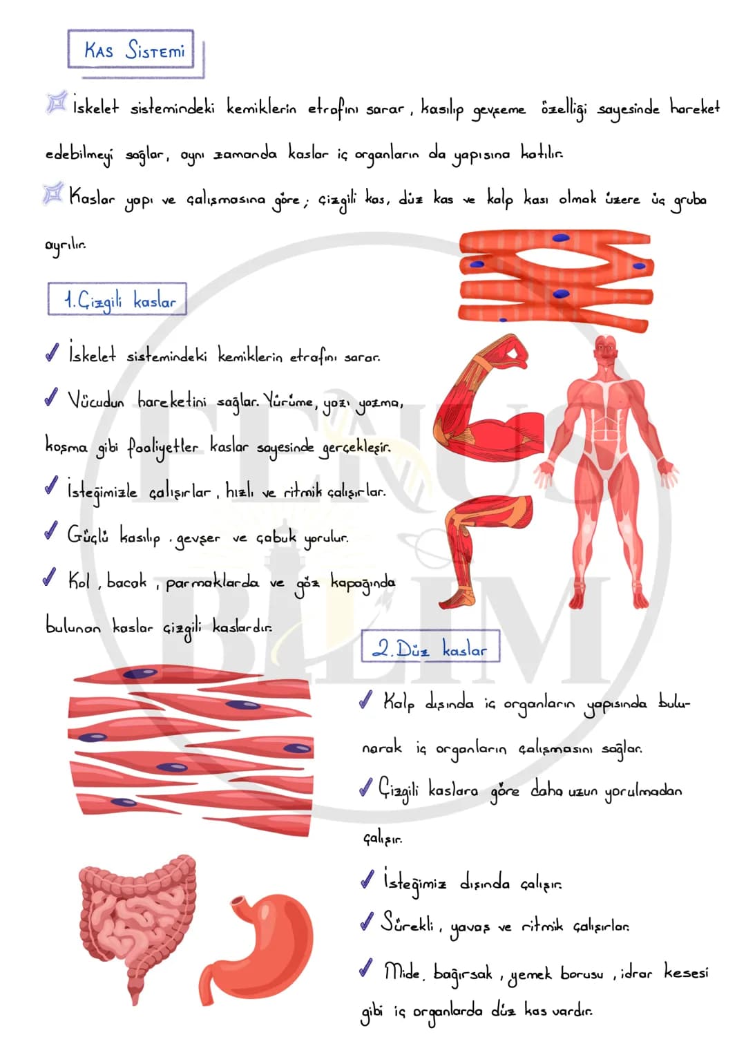 5 sınıf destek ve hareket sistemi – 7. sayfa