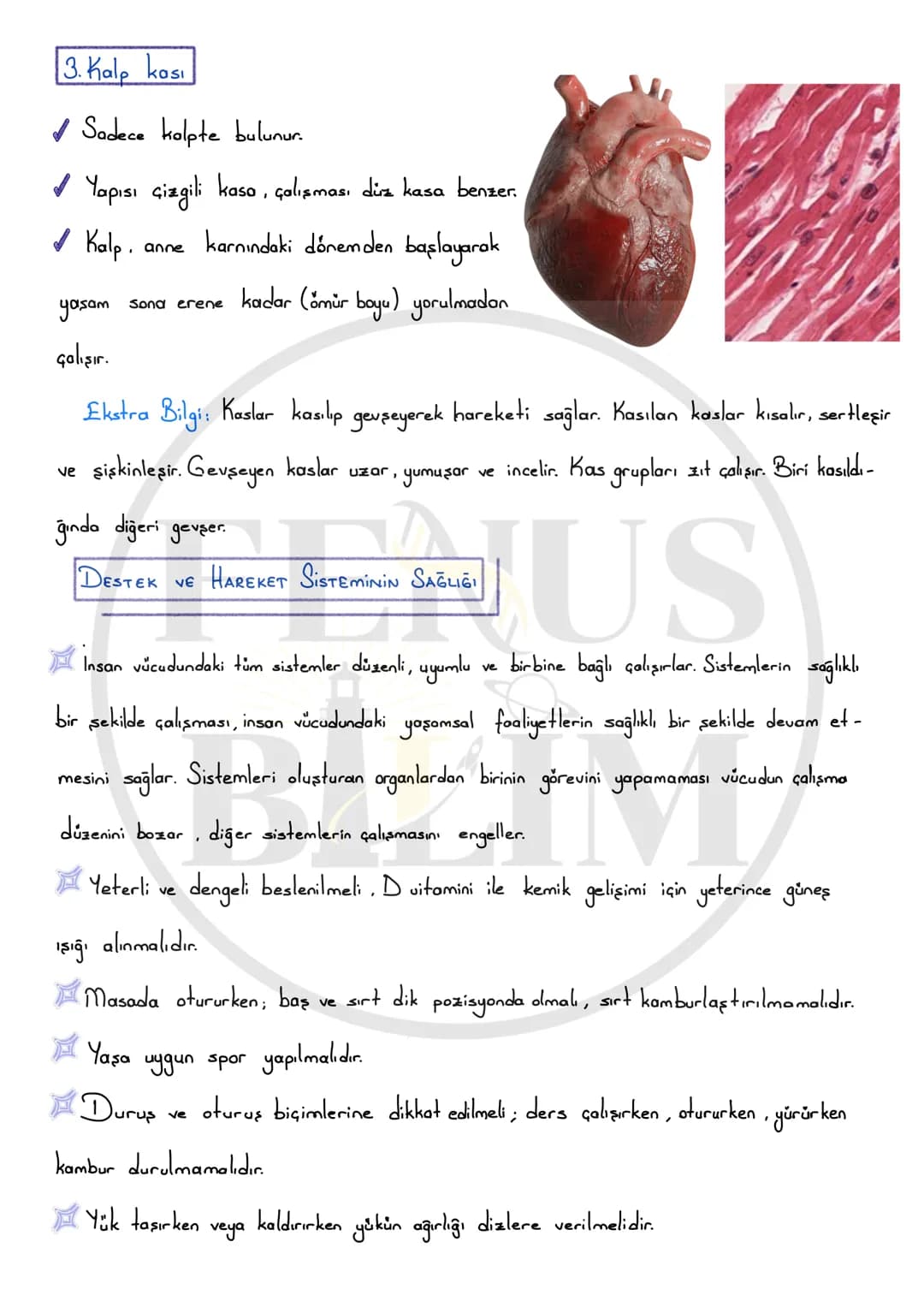 5 sınıf destek ve hareket sistemi – 8. sayfa