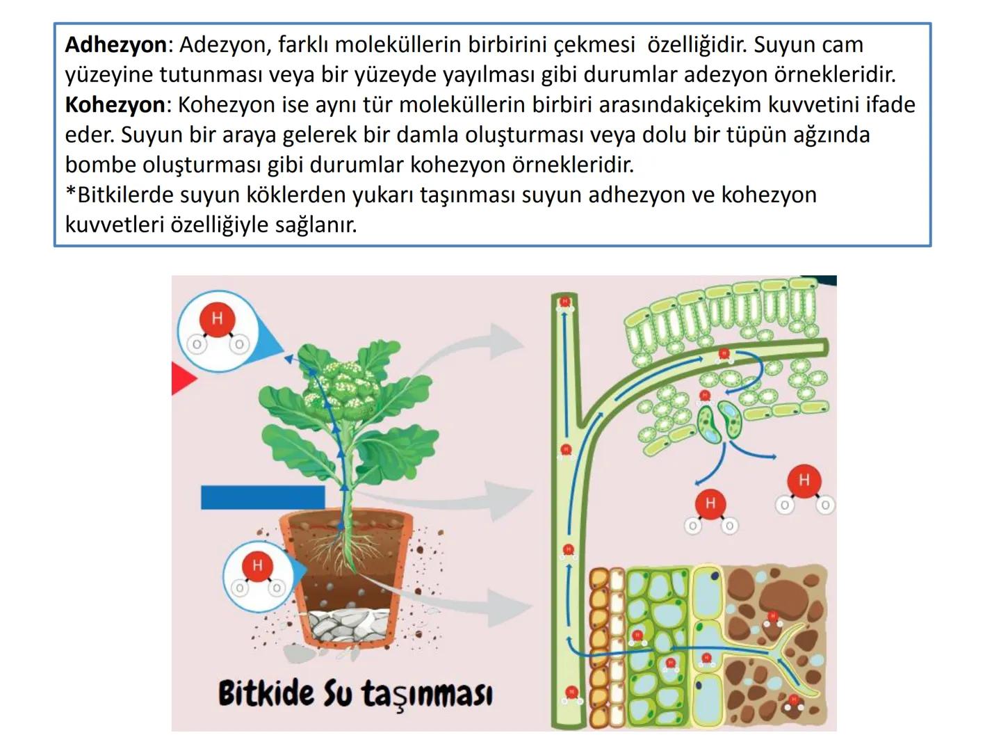 9.2.1
İNORGANIK
MOLEKULLER
Se
Mg
Ca Na
Zn Fe cu
Se
Mineral
KZn Cu p
Mr Ca Mg # CANLILARIN YAPISI OLUŞTURAN TEMEL BİLEŞENLER
Organik molekül