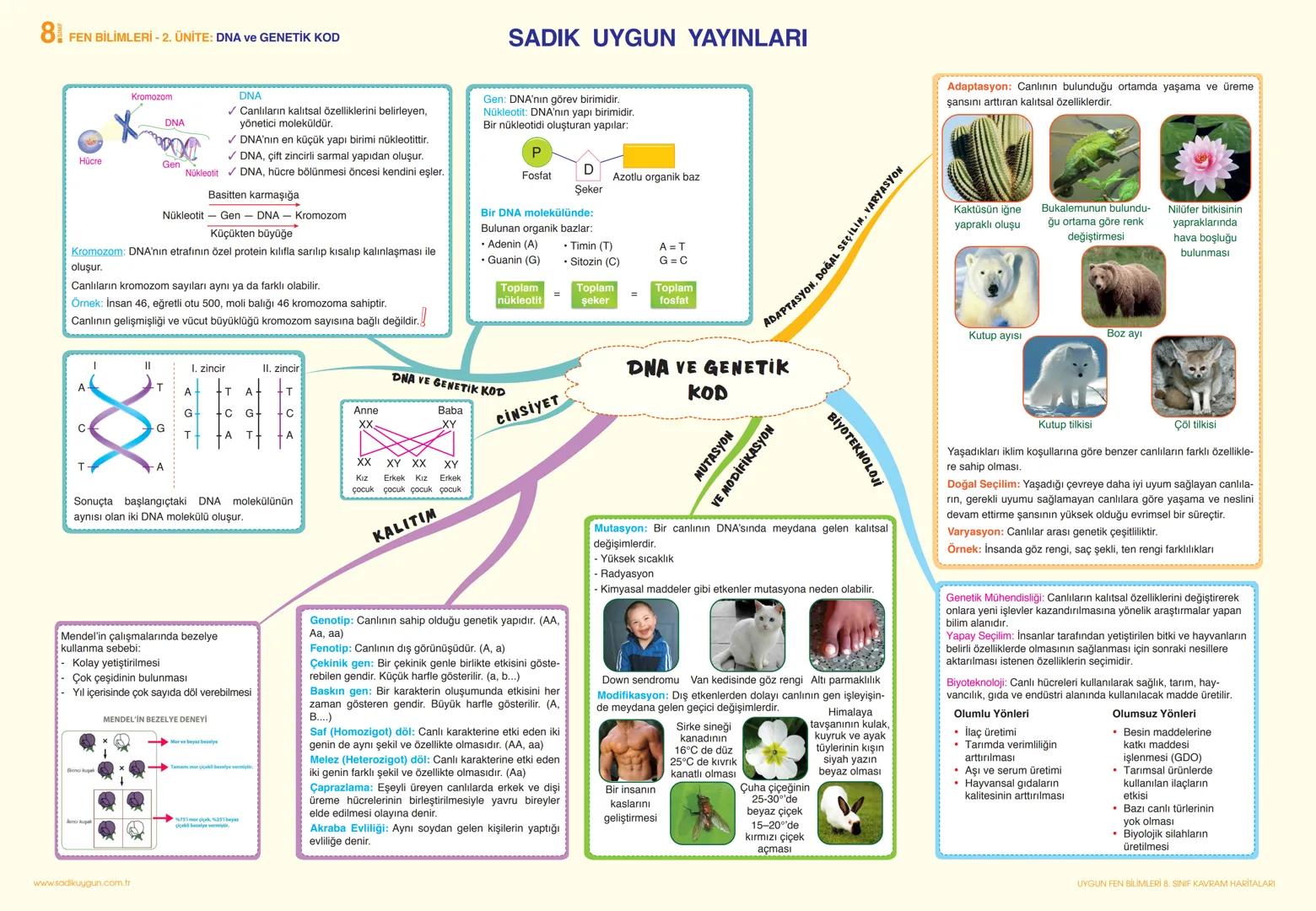 # 8 FEN BİLİMLERİ - 2. ÜNİTE: DNA ve GENETİK KOD
Kromozom
DNA
DNA
✓ Canlıların kalıtsal özelliklerini belirleyen,
yönetici moleküldür.
SA