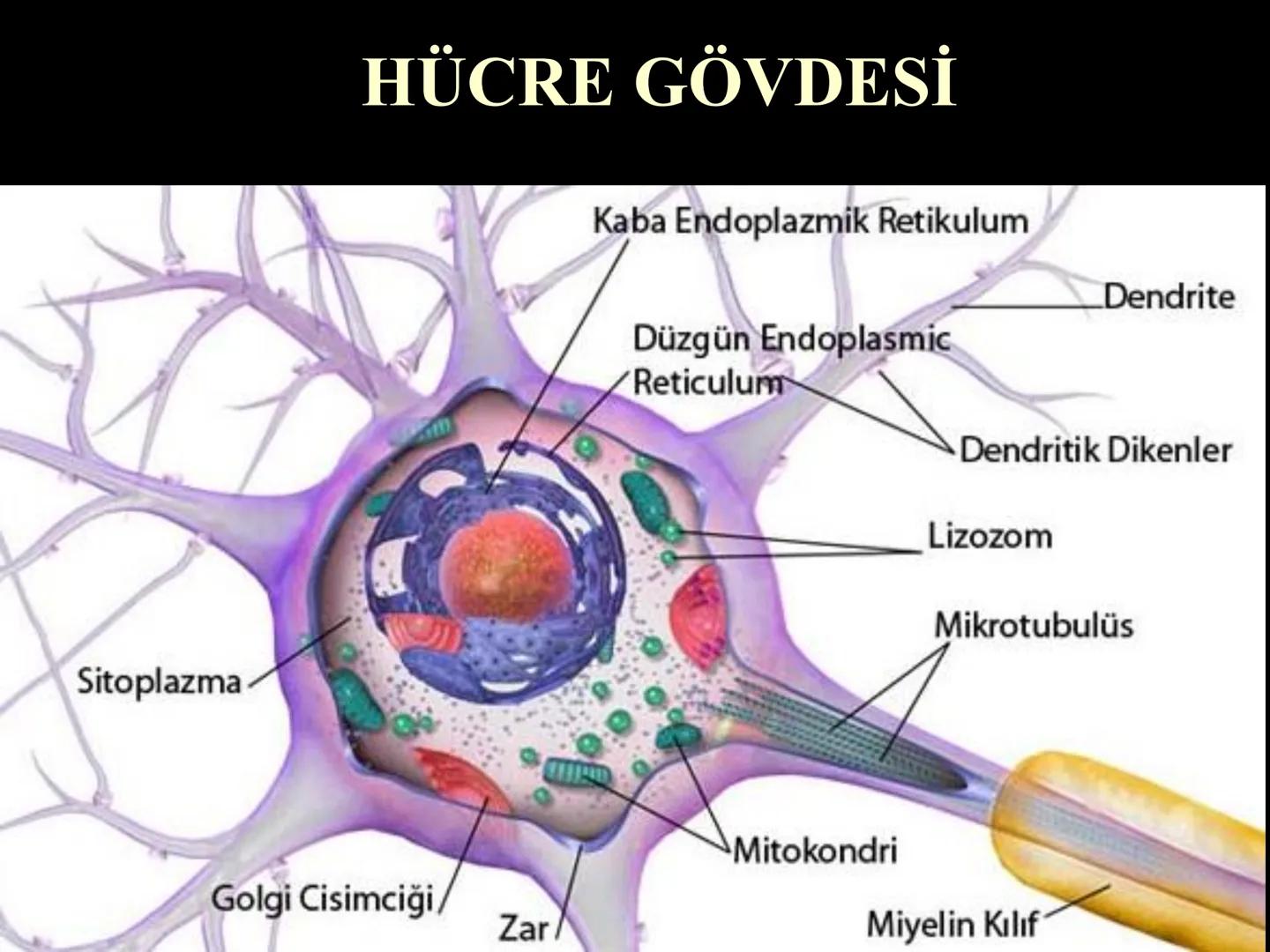 # SMY118
# ANATOMİ VE FİZYOLOJİ
# SİSTEMLER
## 2. VE 3.DERS
## MERKEZİ VE ÇEVRESEL SİNİR
## SİSTEMİNİN YAPISI
![Istanbul Aydin University