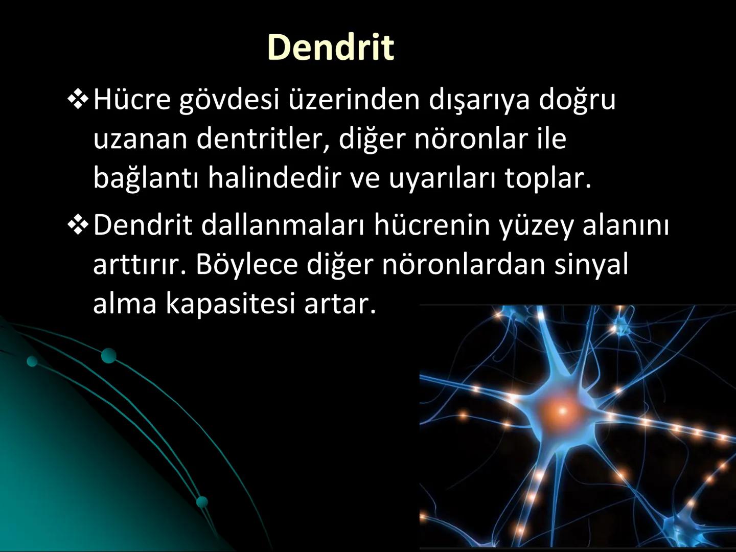 # SMY118
# ANATOMİ VE FİZYOLOJİ
# SİSTEMLER
## 2. VE 3.DERS
## MERKEZİ VE ÇEVRESEL SİNİR
## SİSTEMİNİN YAPISI
![Istanbul Aydin University
