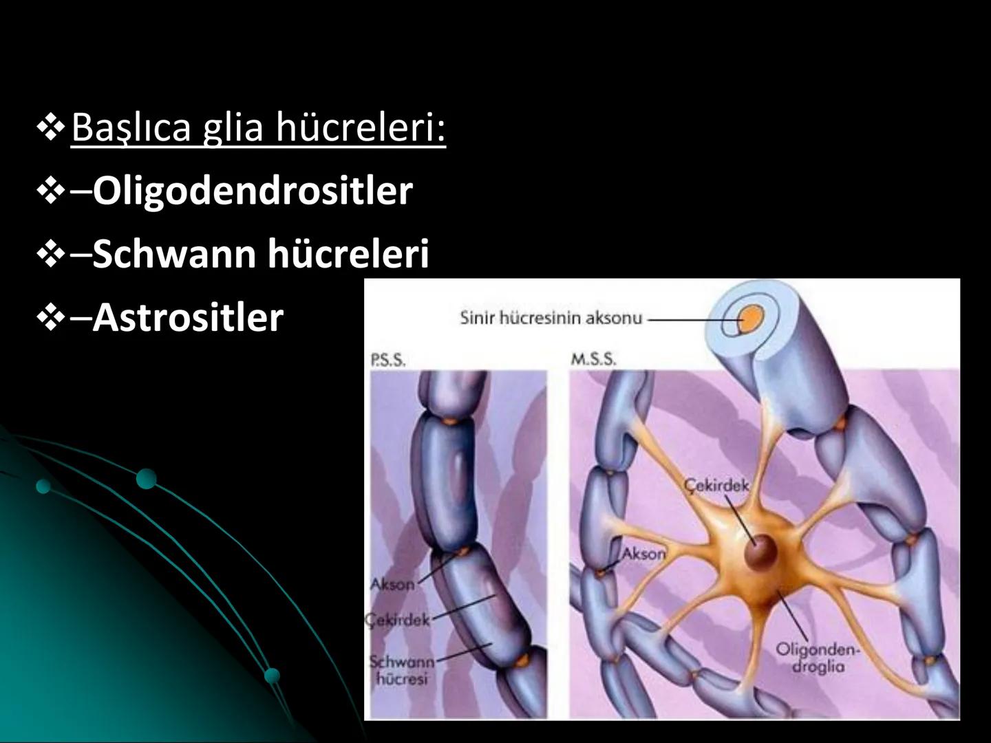 # SMY118
# ANATOMİ VE FİZYOLOJİ
# SİSTEMLER
## 2. VE 3.DERS
## MERKEZİ VE ÇEVRESEL SİNİR
## SİSTEMİNİN YAPISI
![Istanbul Aydin University