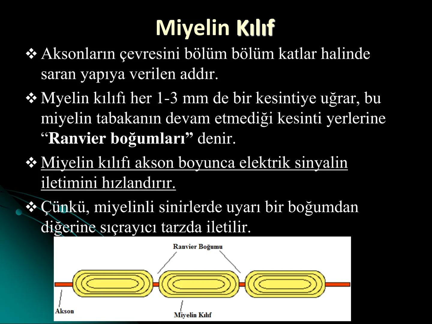 # SMY118
# ANATOMİ VE FİZYOLOJİ
# SİSTEMLER
## 2. VE 3.DERS
## MERKEZİ VE ÇEVRESEL SİNİR
## SİSTEMİNİN YAPISI
![Istanbul Aydin University