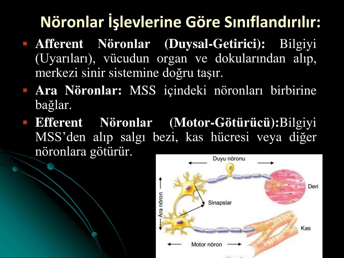 # SMY118
# ANATOMİ VE FİZYOLOJİ
# SİSTEMLER
## 2. VE 3.DERS
## MERKEZİ VE ÇEVRESEL SİNİR
## SİSTEMİNİN YAPISI
![Istanbul Aydin University