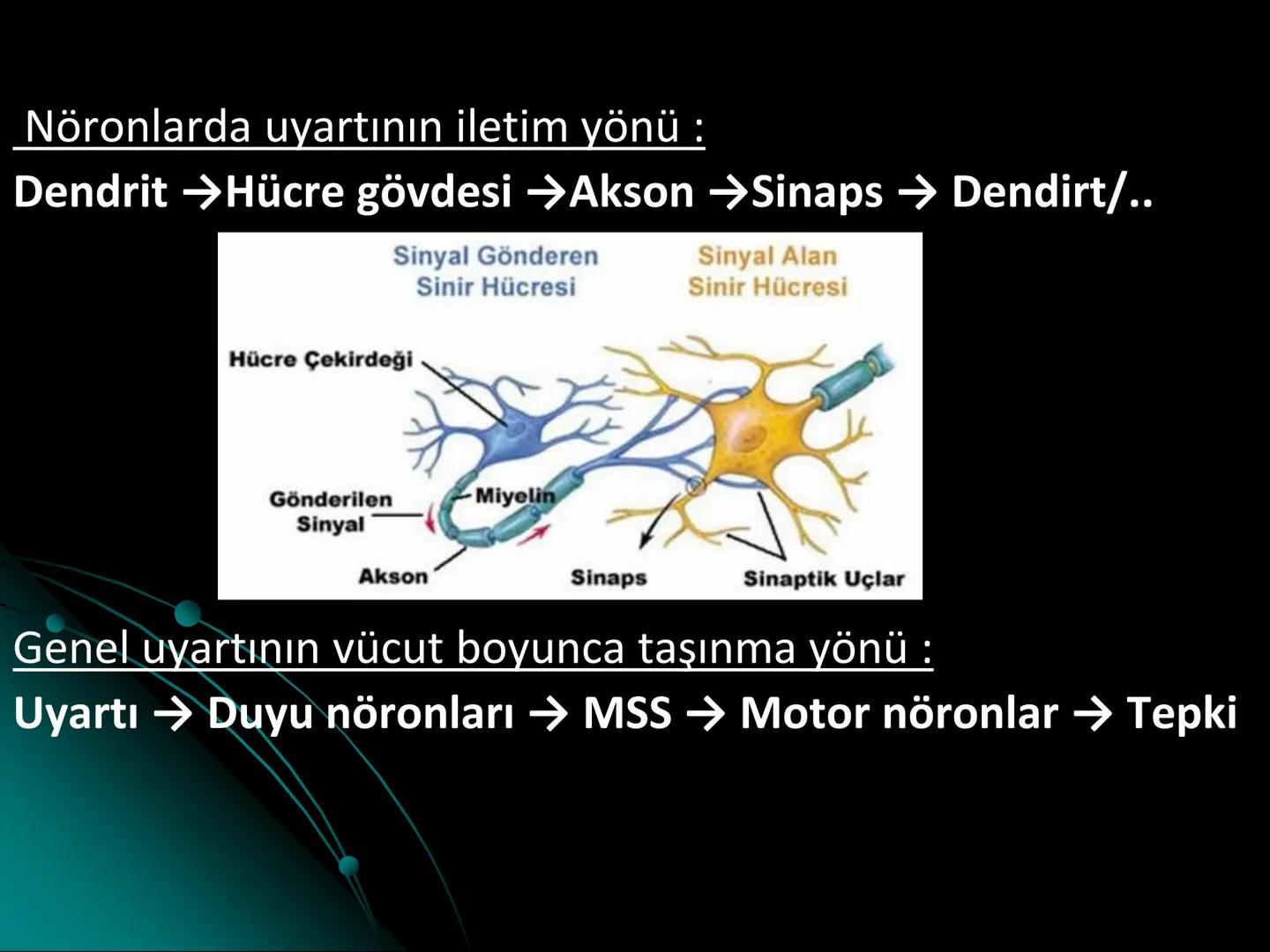# SMY118
# ANATOMİ VE FİZYOLOJİ
# SİSTEMLER
## 2. VE 3.DERS
## MERKEZİ VE ÇEVRESEL SİNİR
## SİSTEMİNİN YAPISI
![Istanbul Aydin University