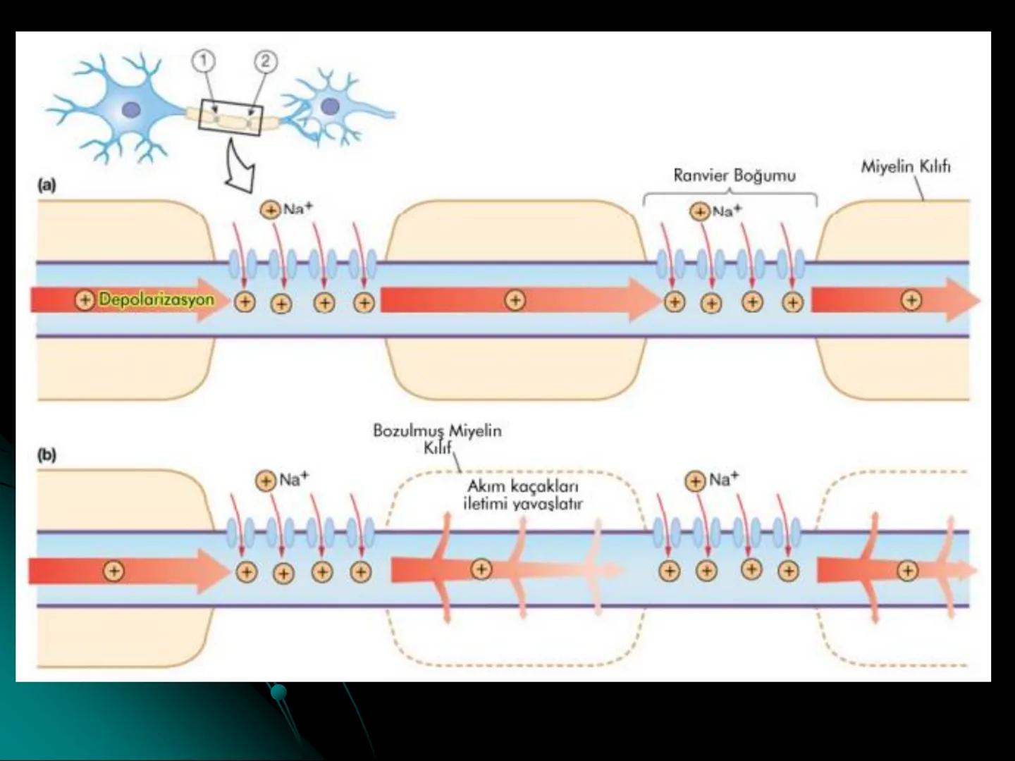 # SMY118
# ANATOMİ VE FİZYOLOJİ
# SİSTEMLER
## 2. VE 3.DERS
## MERKEZİ VE ÇEVRESEL SİNİR
## SİSTEMİNİN YAPISI
![Istanbul Aydin University