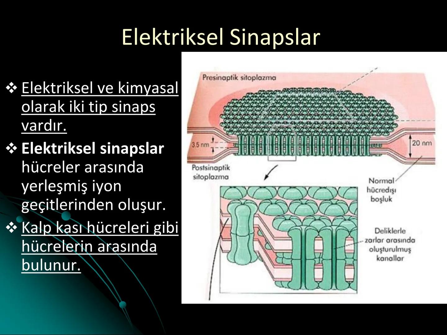 # SMY118
# ANATOMİ VE FİZYOLOJİ
# SİSTEMLER
## 2. VE 3.DERS
## MERKEZİ VE ÇEVRESEL SİNİR
## SİSTEMİNİN YAPISI
![Istanbul Aydin University