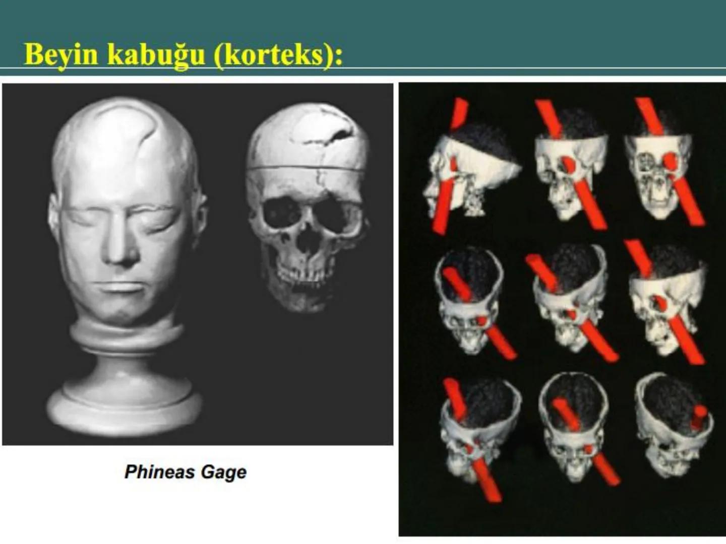 # SMY118
# ANATOMİ VE FİZYOLOJİ
# SİSTEMLER
## 2. VE 3.DERS
## MERKEZİ VE ÇEVRESEL SİNİR
## SİSTEMİNİN YAPISI
![Istanbul Aydin University