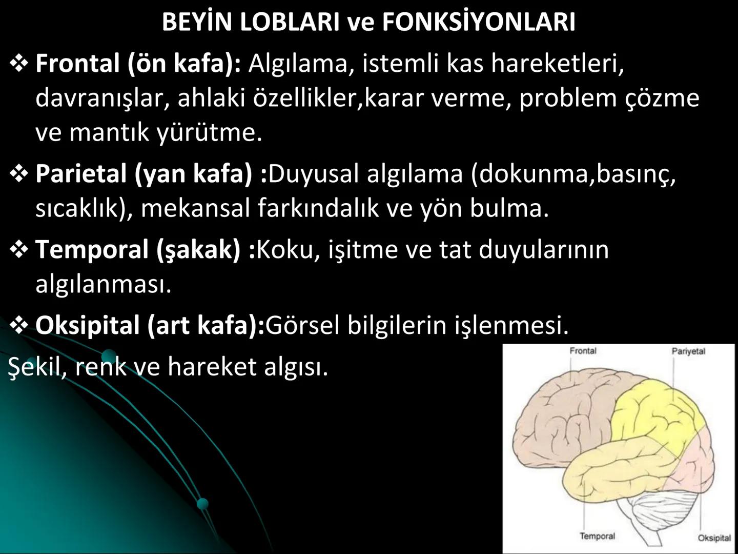 # SMY118
# ANATOMİ VE FİZYOLOJİ
# SİSTEMLER
## 2. VE 3.DERS
## MERKEZİ VE ÇEVRESEL SİNİR
## SİSTEMİNİN YAPISI
![Istanbul Aydin University