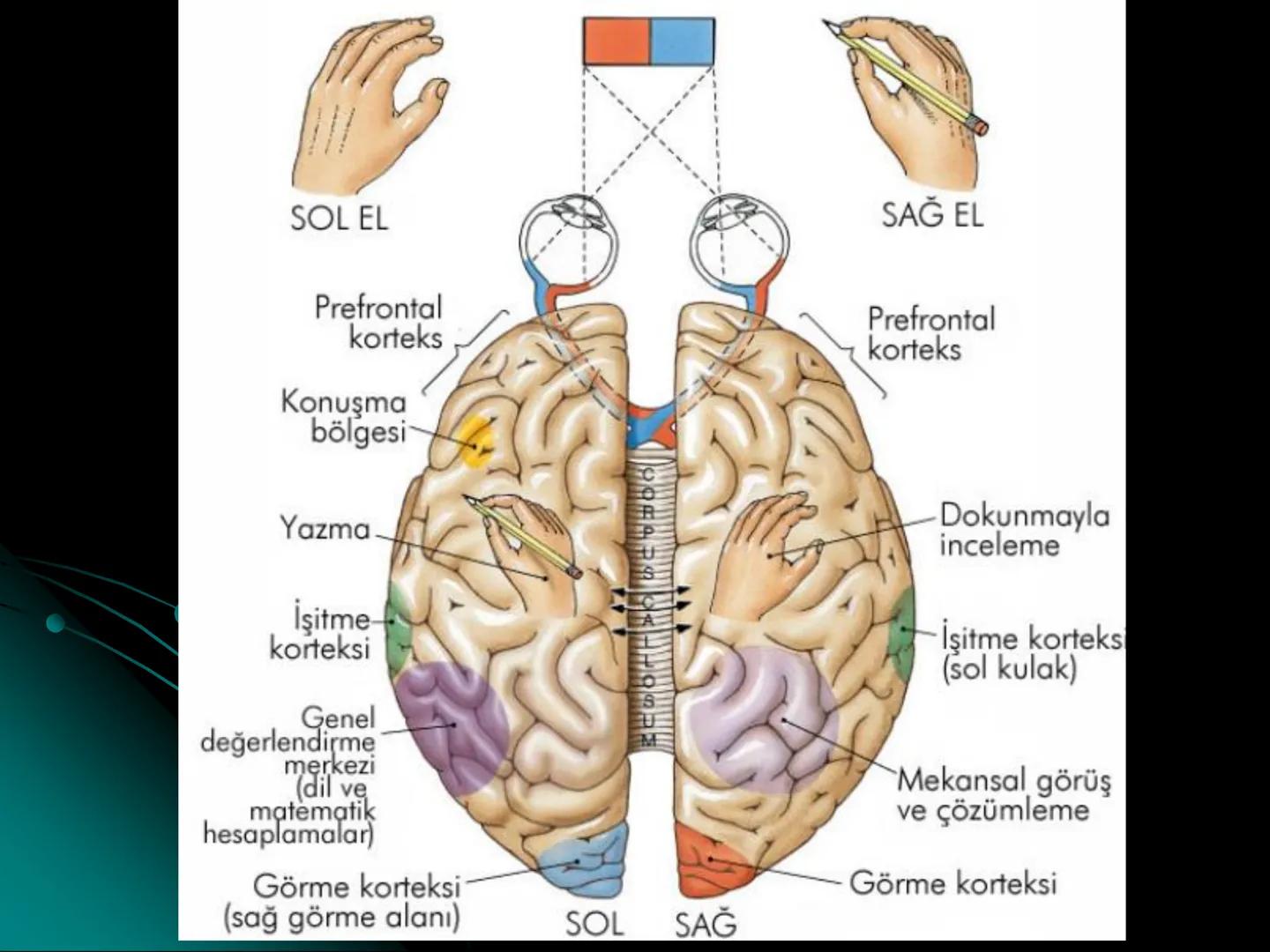 # SMY118
# ANATOMİ VE FİZYOLOJİ
# SİSTEMLER
## 2. VE 3.DERS
## MERKEZİ VE ÇEVRESEL SİNİR
## SİSTEMİNİN YAPISI
![Istanbul Aydin University