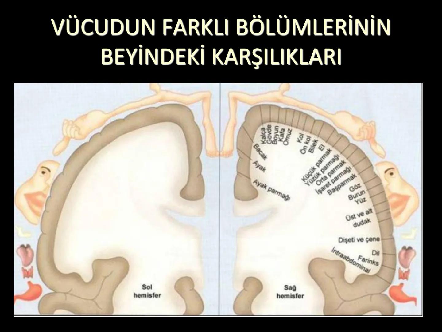 # SMY118
# ANATOMİ VE FİZYOLOJİ
# SİSTEMLER
## 2. VE 3.DERS
## MERKEZİ VE ÇEVRESEL SİNİR
## SİSTEMİNİN YAPISI
![Istanbul Aydin University