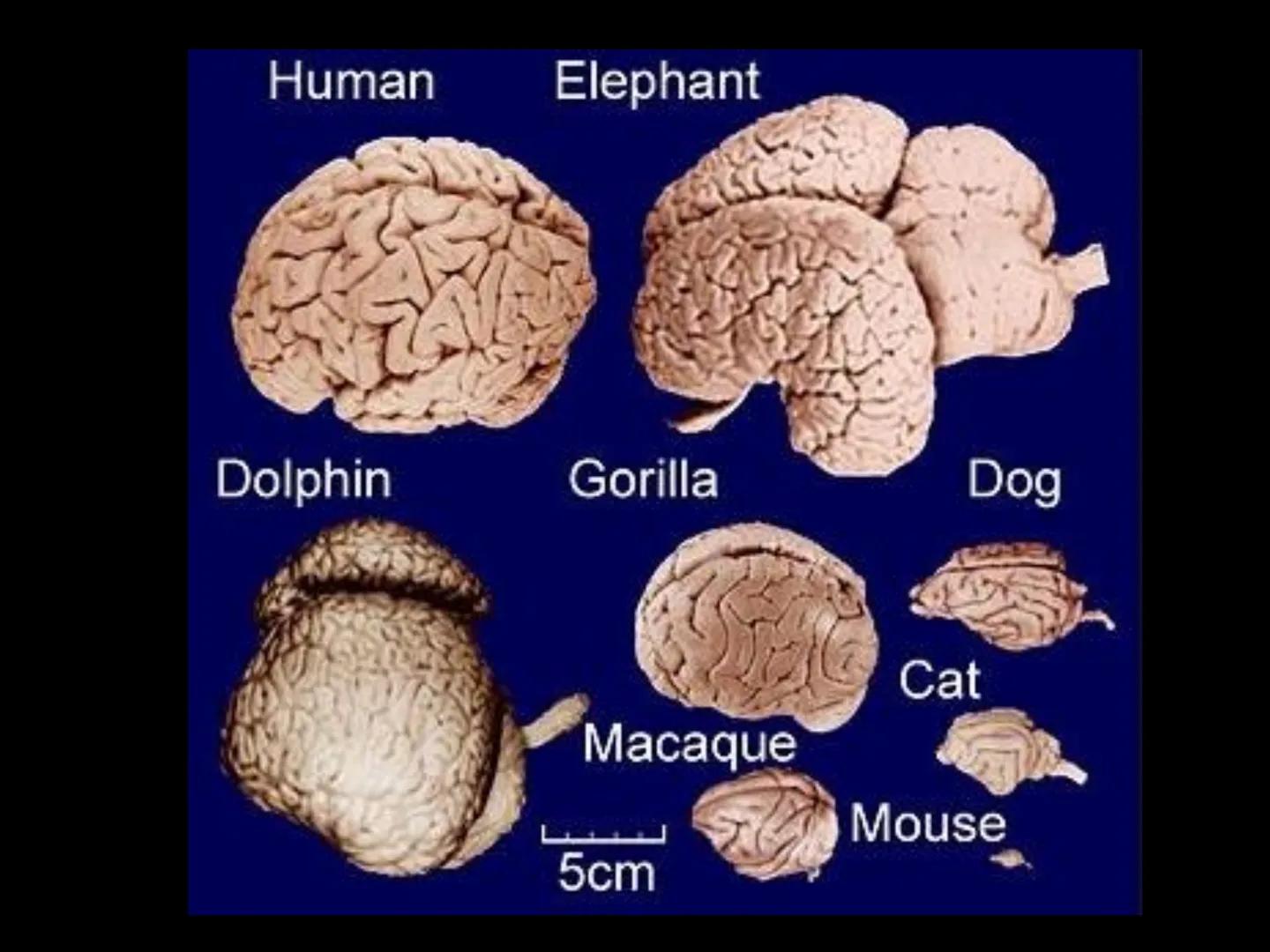 # SMY118
# ANATOMİ VE FİZYOLOJİ
# SİSTEMLER
## 2. VE 3.DERS
## MERKEZİ VE ÇEVRESEL SİNİR
## SİSTEMİNİN YAPISI
![Istanbul Aydin University
