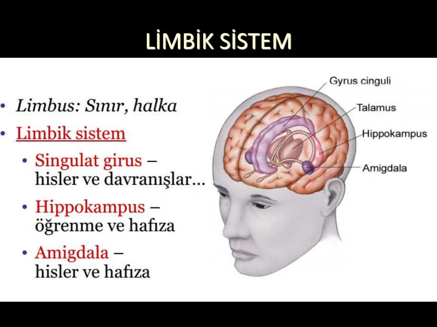 # SMY118
# ANATOMİ VE FİZYOLOJİ
# SİSTEMLER
## 2. VE 3.DERS
## MERKEZİ VE ÇEVRESEL SİNİR
## SİSTEMİNİN YAPISI
![Istanbul Aydin University