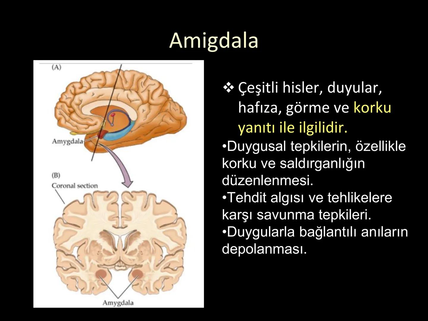 # SMY118
# ANATOMİ VE FİZYOLOJİ
# SİSTEMLER
## 2. VE 3.DERS
## MERKEZİ VE ÇEVRESEL SİNİR
## SİSTEMİNİN YAPISI
![Istanbul Aydin University