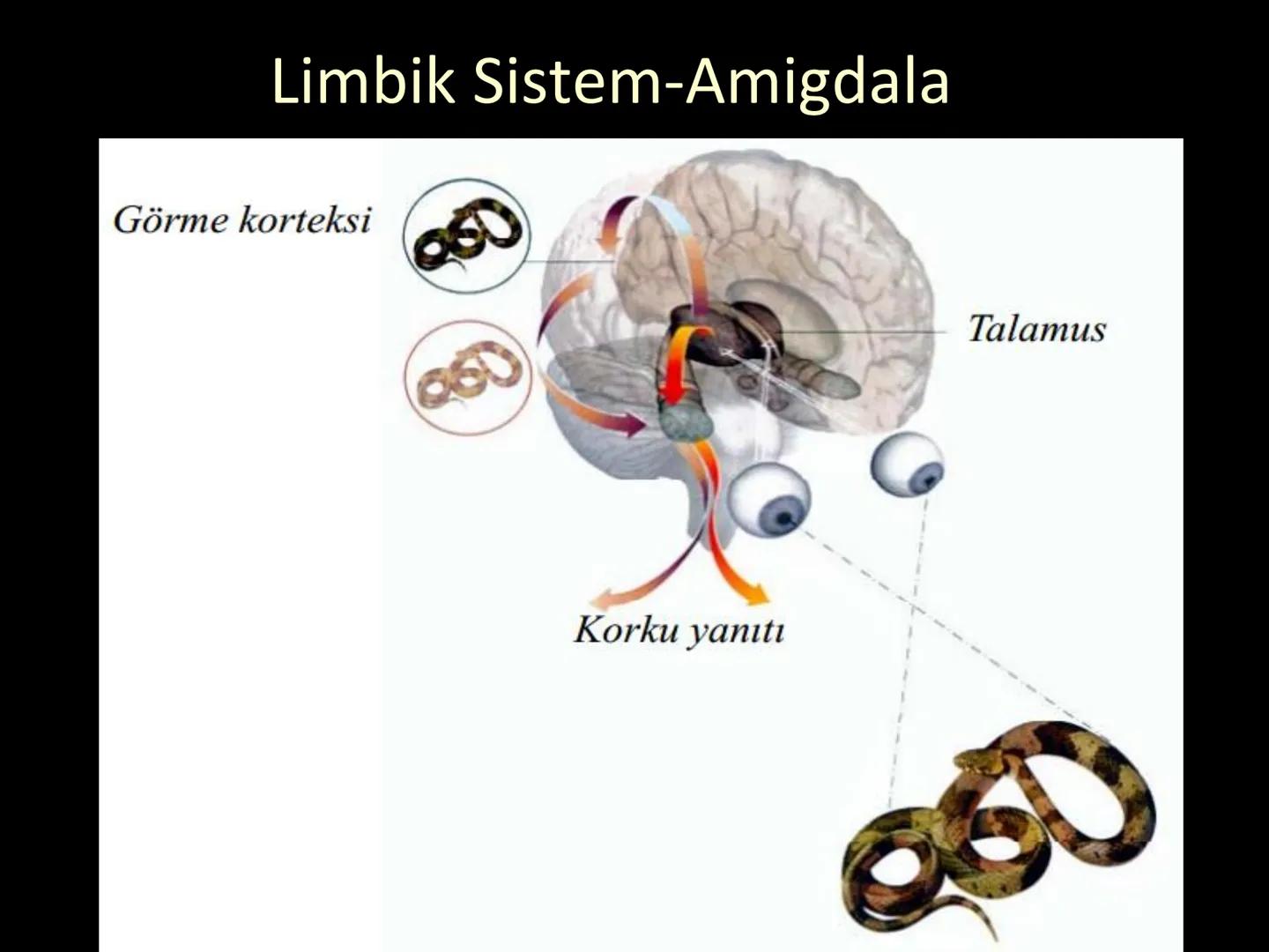# SMY118
# ANATOMİ VE FİZYOLOJİ
# SİSTEMLER
## 2. VE 3.DERS
## MERKEZİ VE ÇEVRESEL SİNİR
## SİSTEMİNİN YAPISI
![Istanbul Aydin University