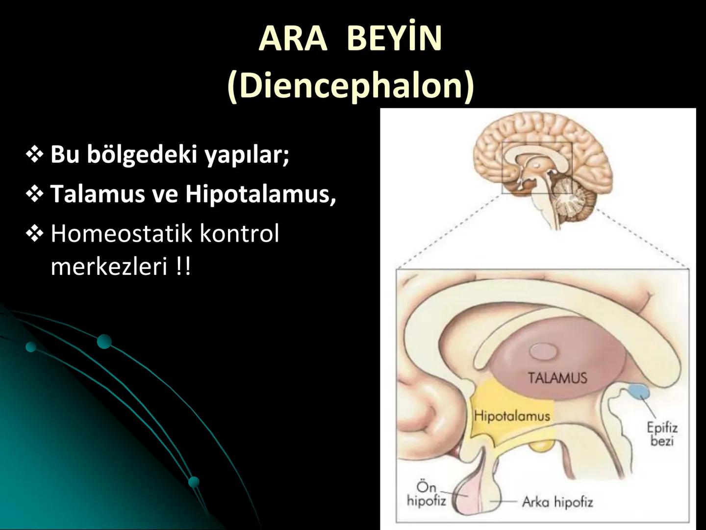 # SMY118
# ANATOMİ VE FİZYOLOJİ
# SİSTEMLER
## 2. VE 3.DERS
## MERKEZİ VE ÇEVRESEL SİNİR
## SİSTEMİNİN YAPISI
![Istanbul Aydin University