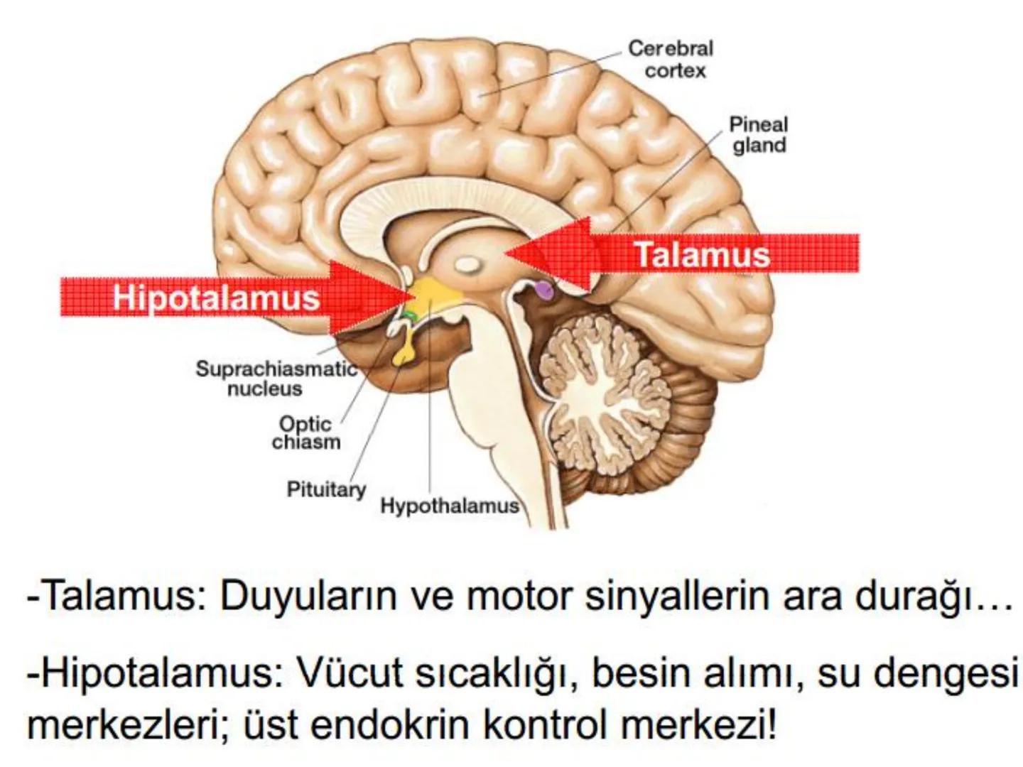 # SMY118
# ANATOMİ VE FİZYOLOJİ
# SİSTEMLER
## 2. VE 3.DERS
## MERKEZİ VE ÇEVRESEL SİNİR
## SİSTEMİNİN YAPISI
![Istanbul Aydin University