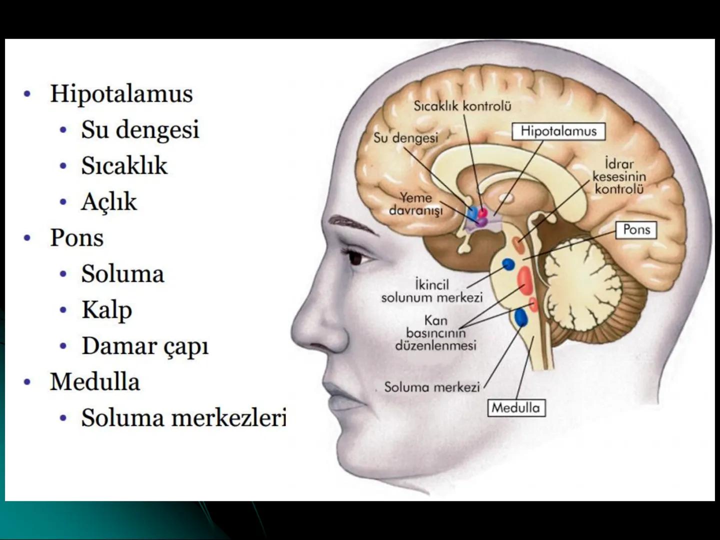 # SMY118
# ANATOMİ VE FİZYOLOJİ
# SİSTEMLER
## 2. VE 3.DERS
## MERKEZİ VE ÇEVRESEL SİNİR
## SİSTEMİNİN YAPISI
![Istanbul Aydin University