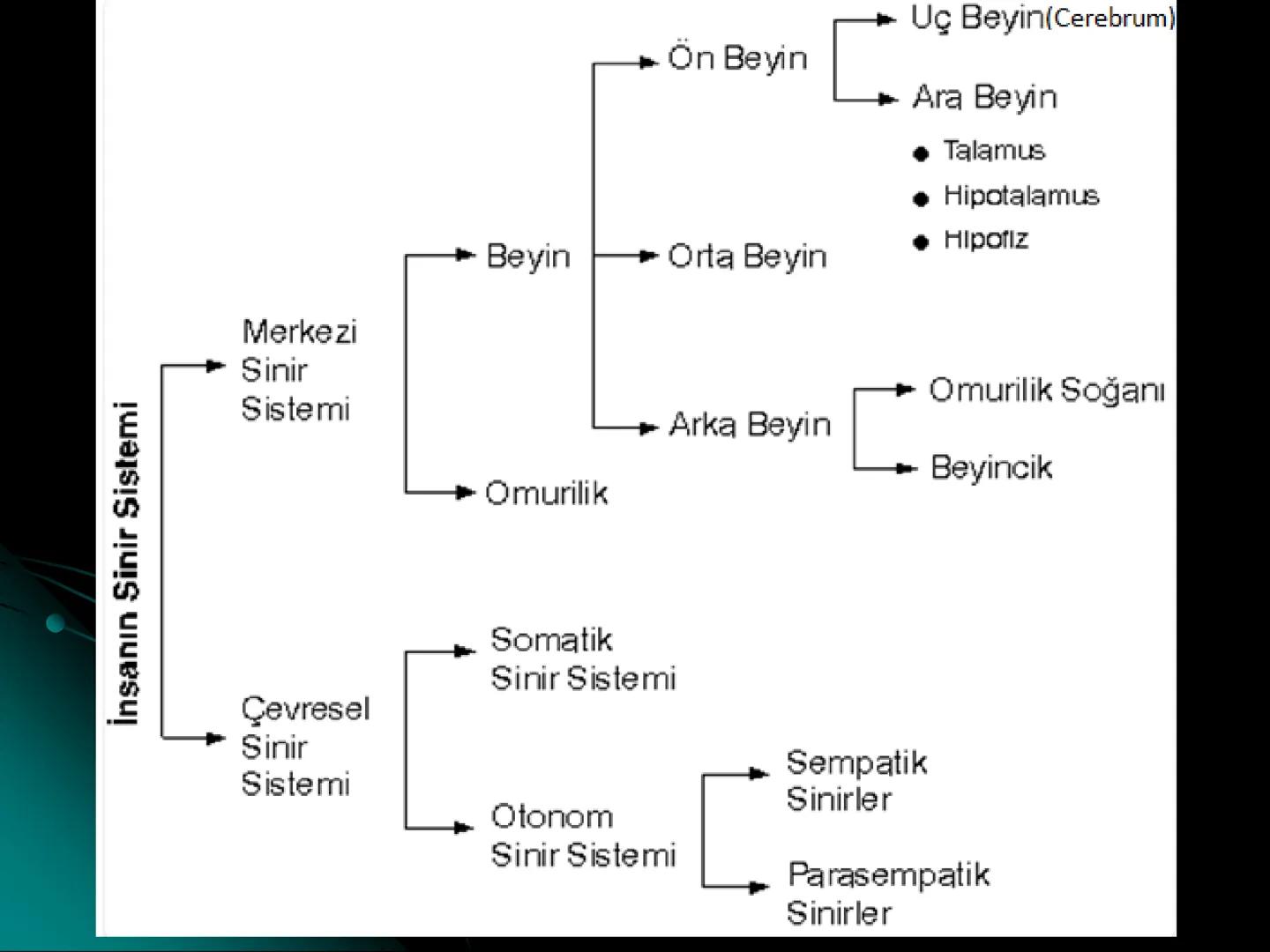 # SMY118
# ANATOMİ VE FİZYOLOJİ
# SİSTEMLER
## 2. VE 3.DERS
## MERKEZİ VE ÇEVRESEL SİNİR
## SİSTEMİNİN YAPISI
![Istanbul Aydin University