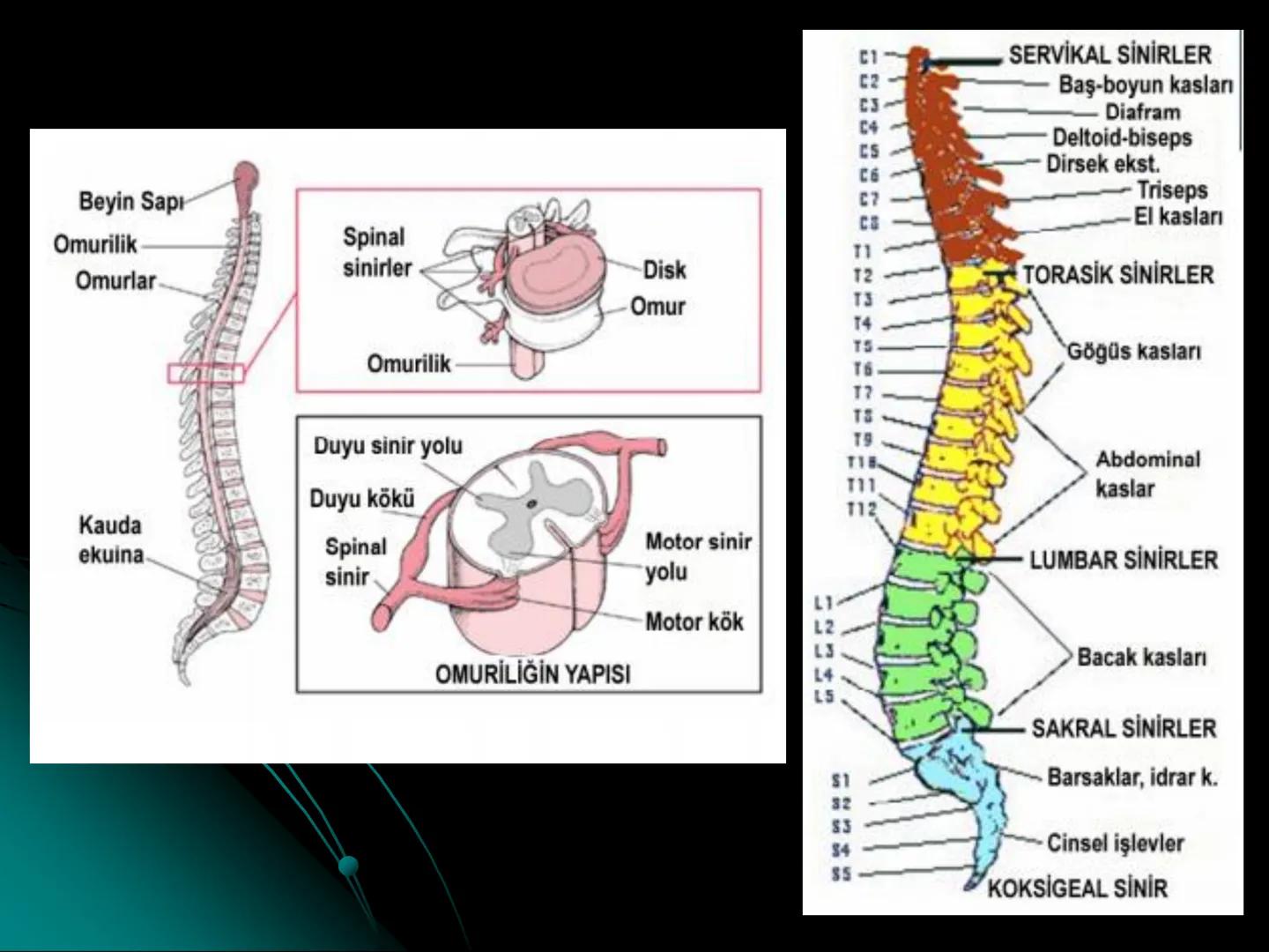 # SMY118
# ANATOMİ VE FİZYOLOJİ
# SİSTEMLER
## 2. VE 3.DERS
## MERKEZİ VE ÇEVRESEL SİNİR
## SİSTEMİNİN YAPISI
![Istanbul Aydin University