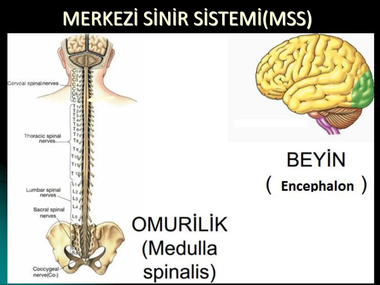 # SMY118
# ANATOMİ VE FİZYOLOJİ
# SİSTEMLER
## 2. VE 3.DERS
## MERKEZİ VE ÇEVRESEL SİNİR
## SİSTEMİNİN YAPISI
![Istanbul Aydin University