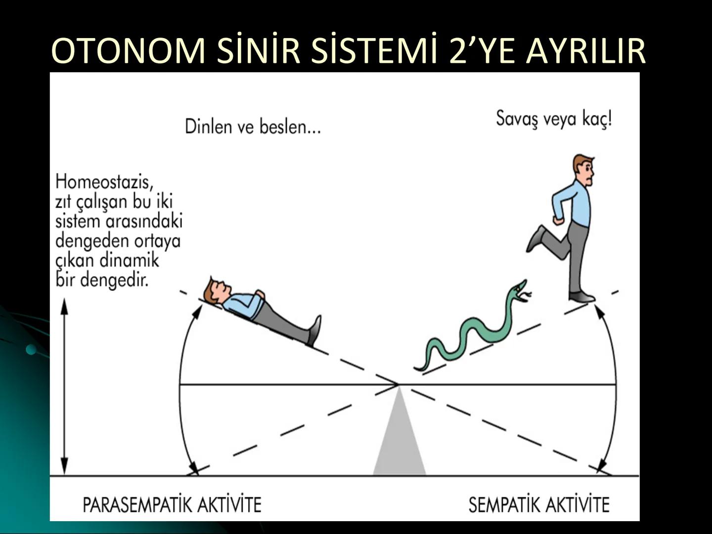 # SMY118
# ANATOMİ VE FİZYOLOJİ
# SİSTEMLER
## 2. VE 3.DERS
## MERKEZİ VE ÇEVRESEL SİNİR
## SİSTEMİNİN YAPISI
![Istanbul Aydin University