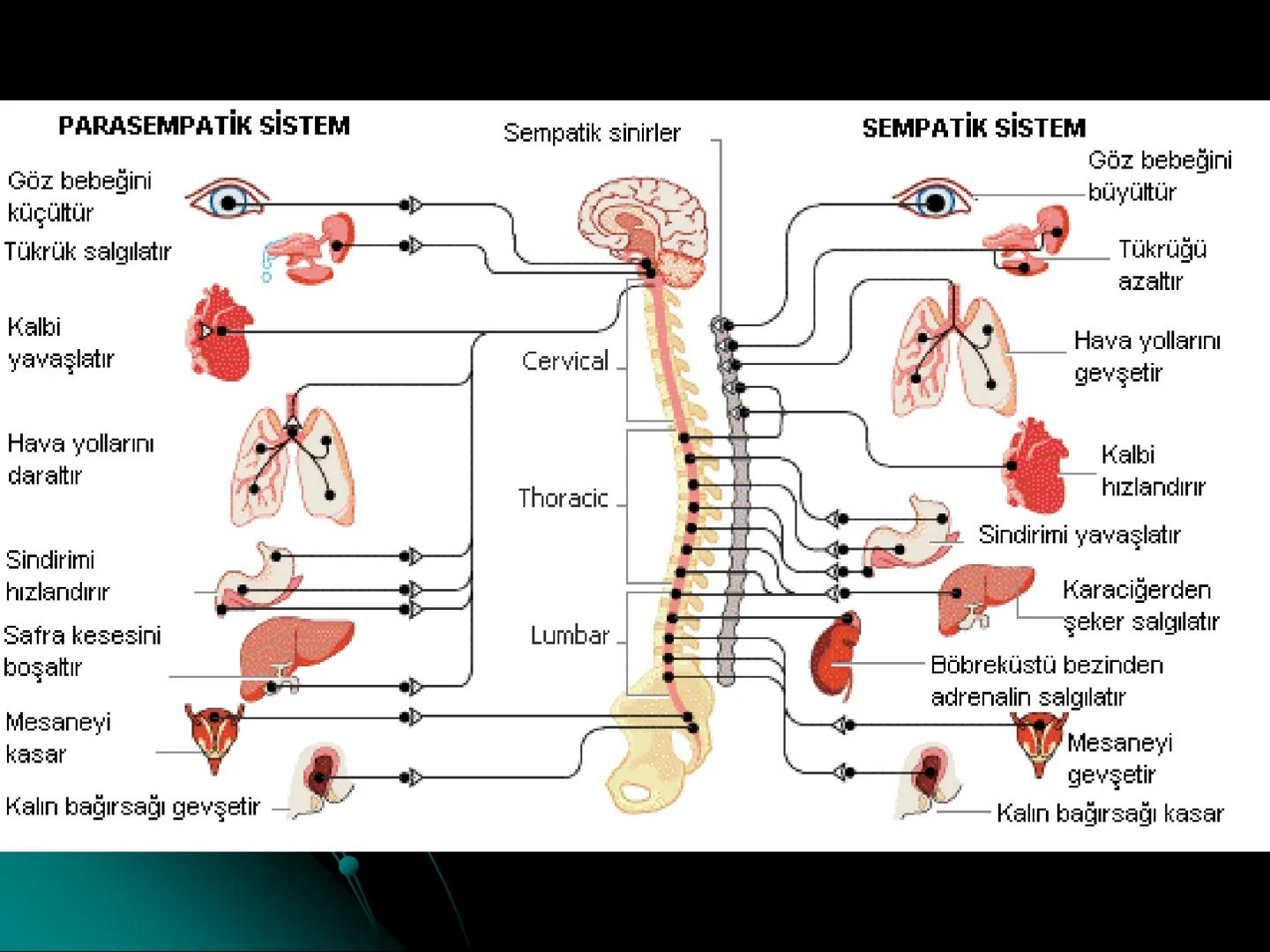# SMY118
# ANATOMİ VE FİZYOLOJİ
# SİSTEMLER
## 2. VE 3.DERS
## MERKEZİ VE ÇEVRESEL SİNİR
## SİSTEMİNİN YAPISI
![Istanbul Aydin University