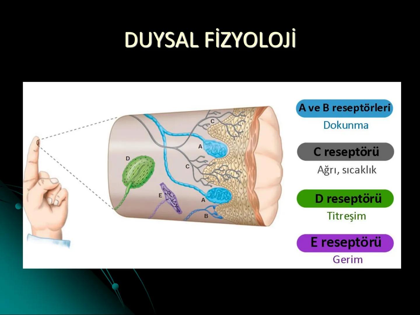 # SMY118
# ANATOMİ VE FİZYOLOJİ
# SİSTEMLER
## 2. VE 3.DERS
## MERKEZİ VE ÇEVRESEL SİNİR
## SİSTEMİNİN YAPISI
![Istanbul Aydin University