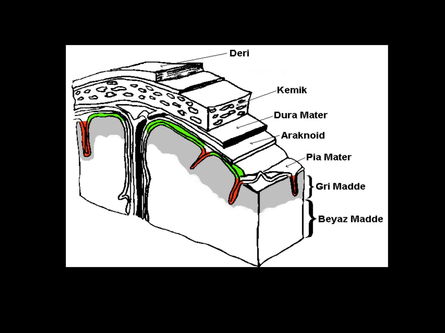 # SMY118
# ANATOMİ VE FİZYOLOJİ
# SİSTEMLER
## 2. VE 3.DERS
## MERKEZİ VE ÇEVRESEL SİNİR
## SİSTEMİNİN YAPISI
![Istanbul Aydin University