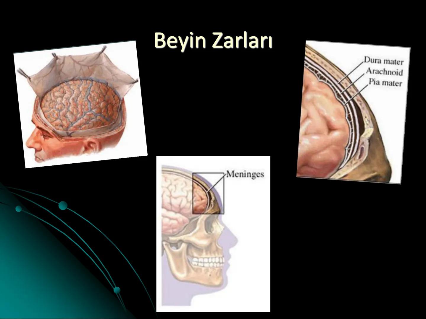 # SMY118
# ANATOMİ VE FİZYOLOJİ
# SİSTEMLER
## 2. VE 3.DERS
## MERKEZİ VE ÇEVRESEL SİNİR
## SİSTEMİNİN YAPISI
![Istanbul Aydin University